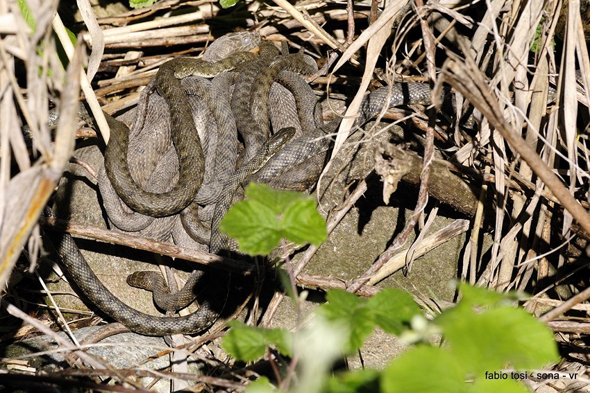 Natrix tessellata: famiglia allargata o famiglia stipata?